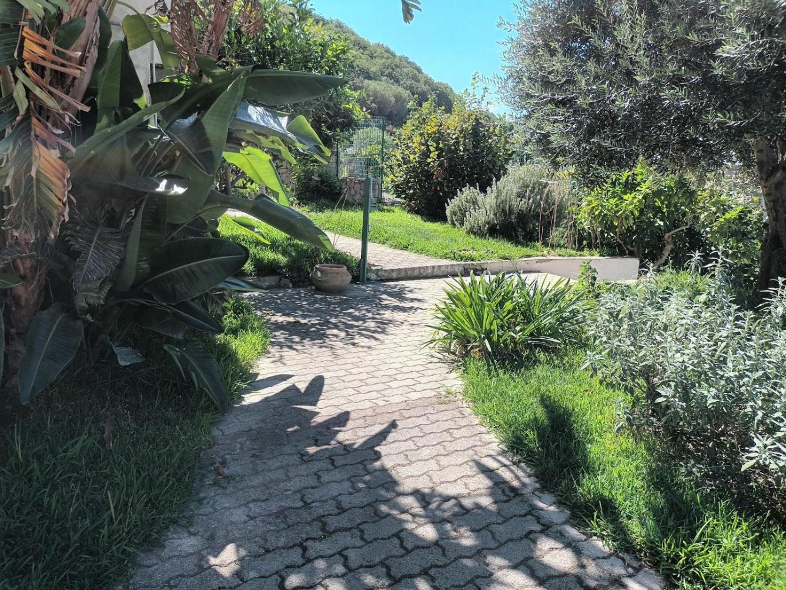 Il Rosmarino Apartment Ischia Exterior photo